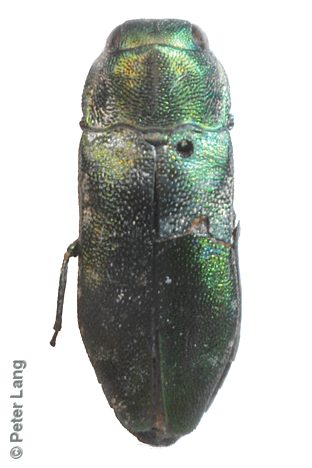 Diphucrania prasina, SAMA25-019222, male